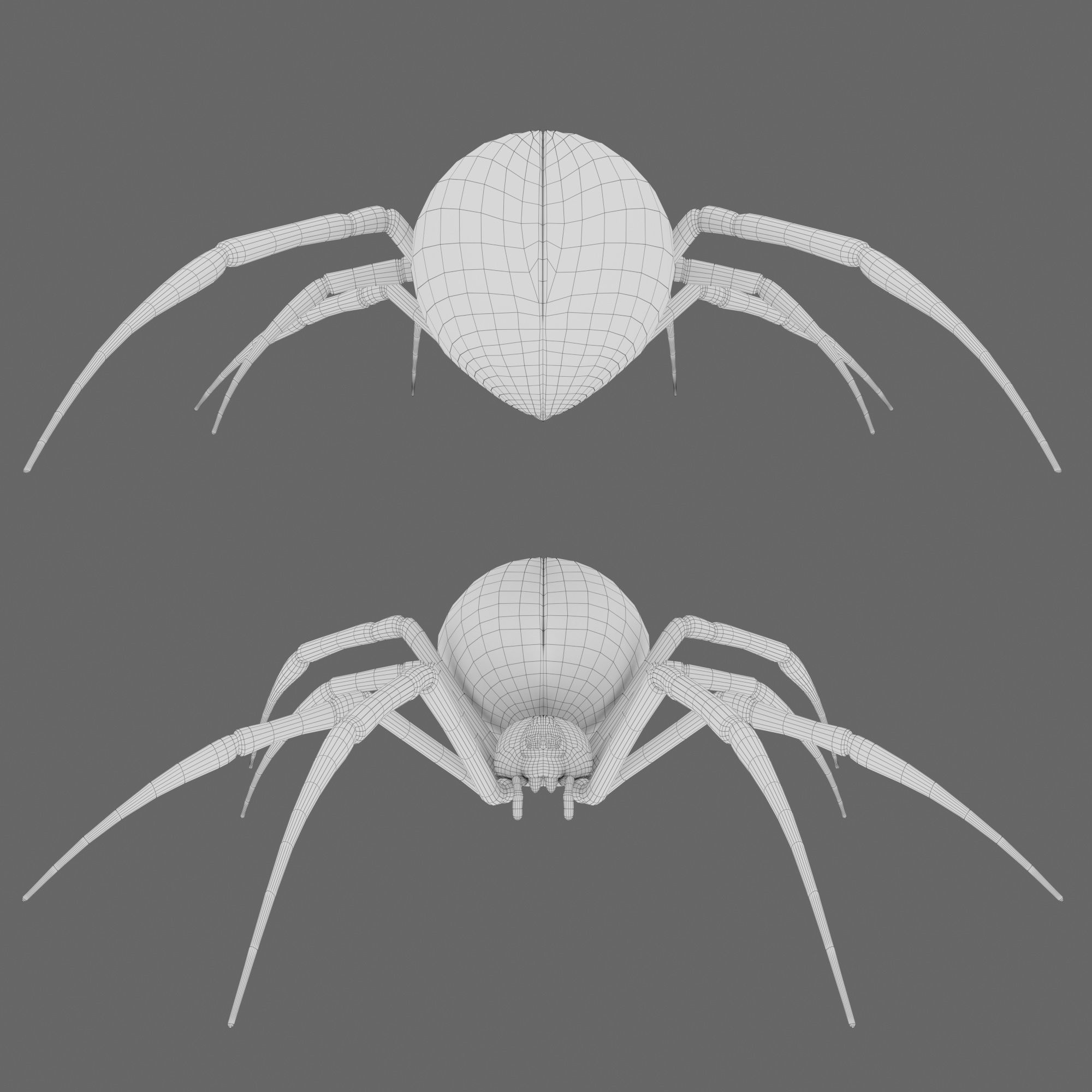 Spider Black Widow 3D model_15