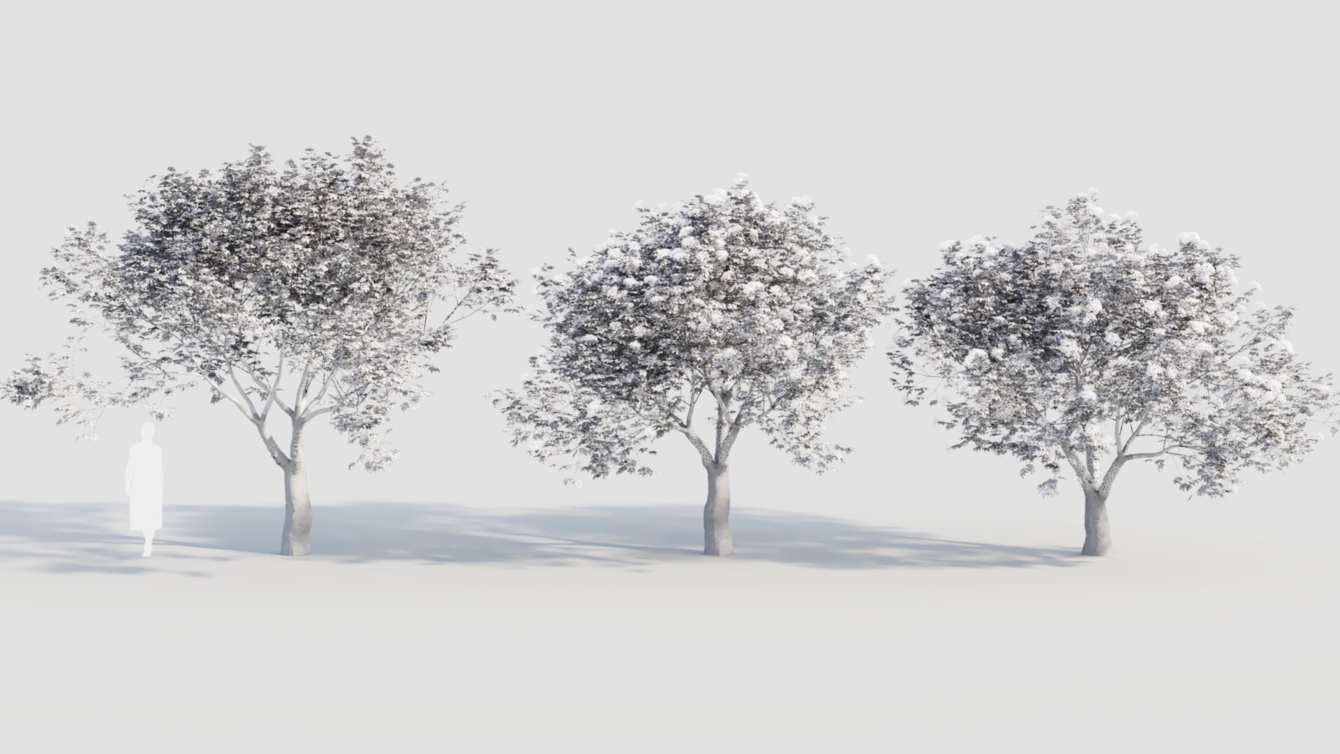 sambucus nigra e 3D model_10