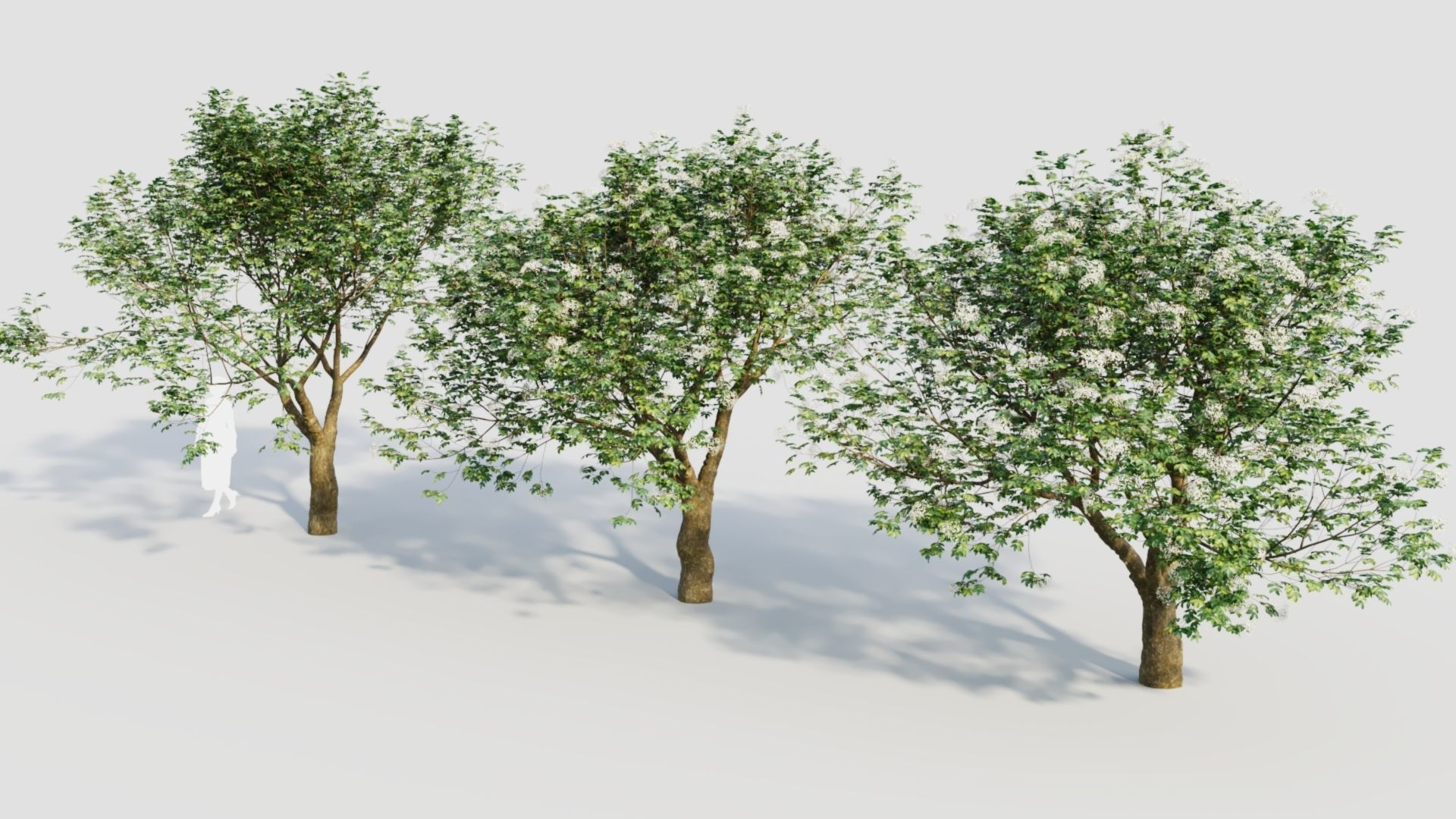 sambucus nigra e 3D model_3
