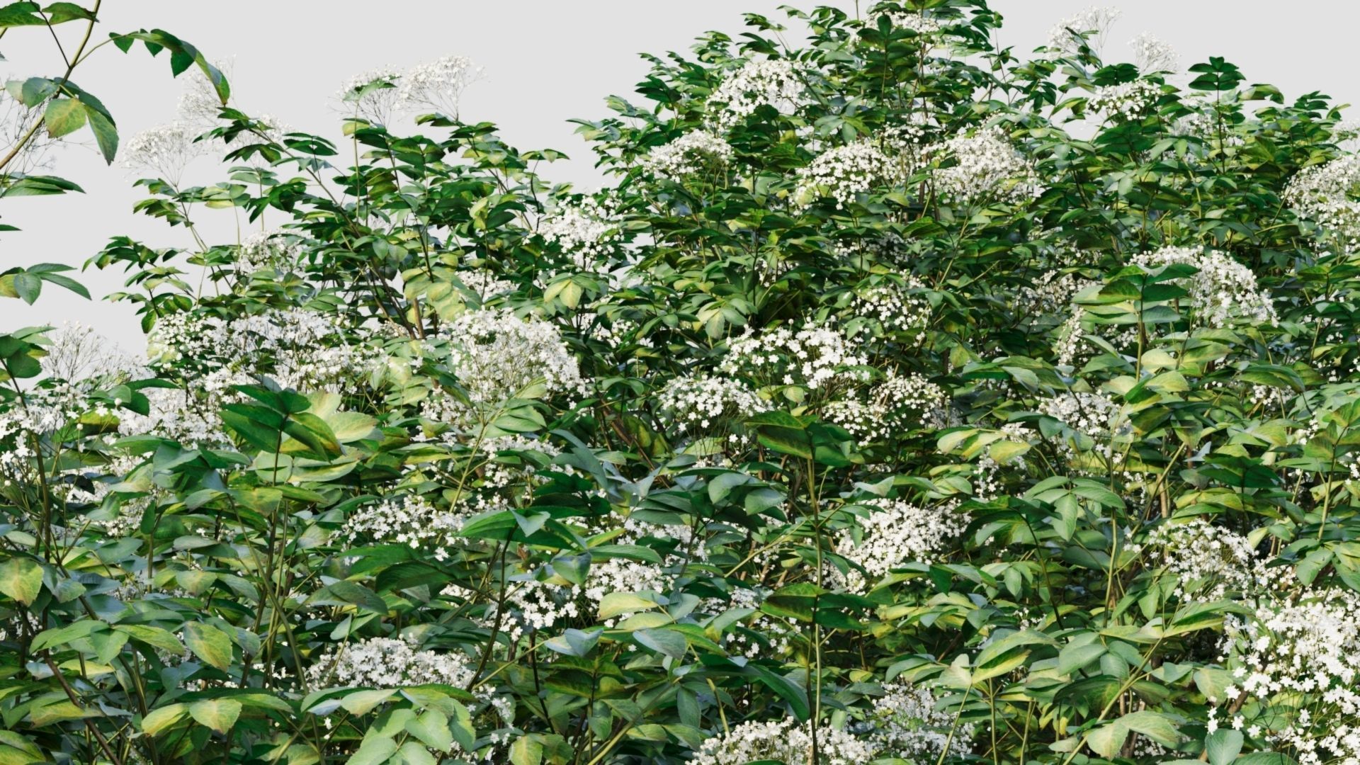 sambucus nigra e 3D model_2