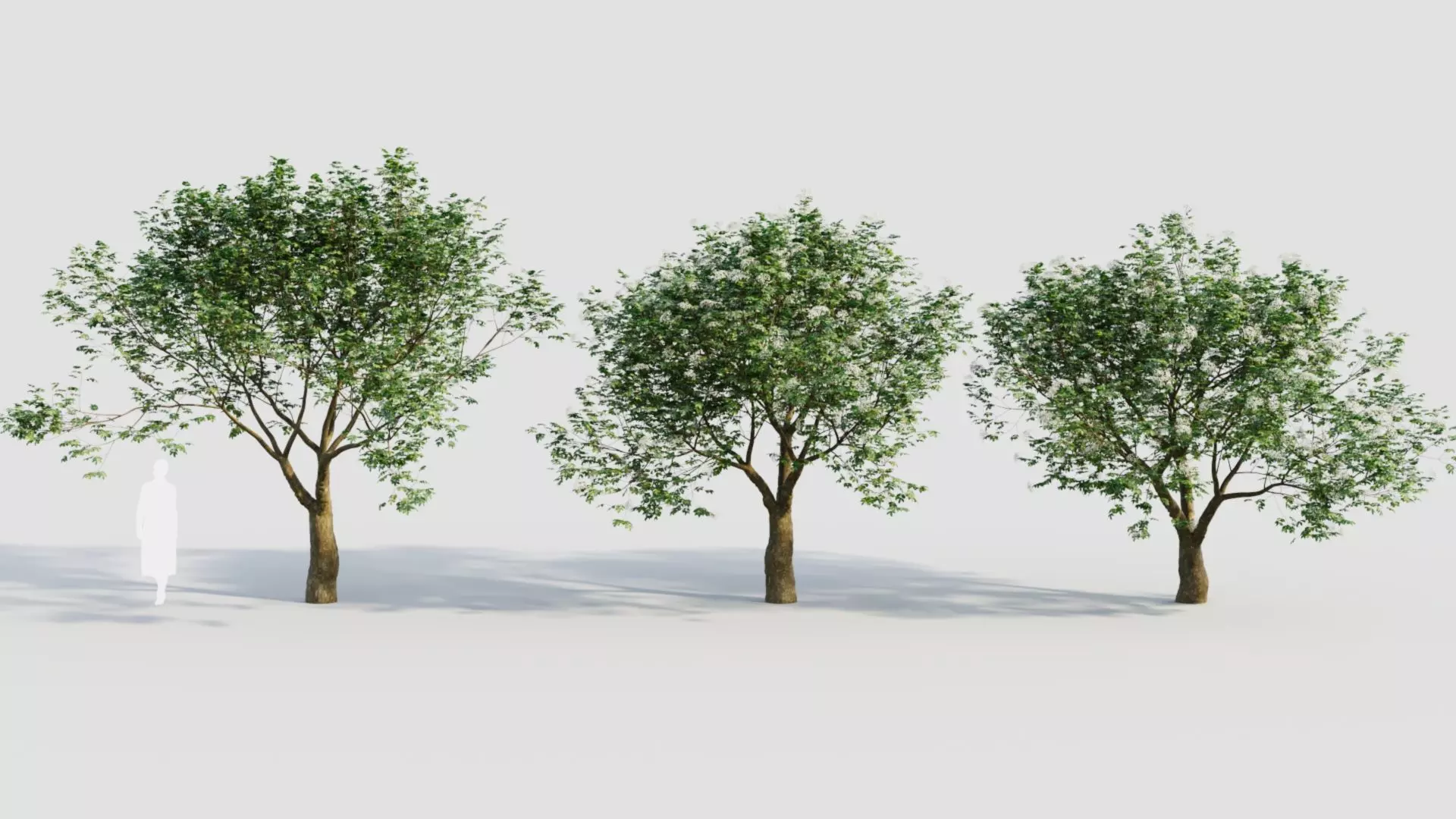 sambucus nigra e 3D model_0