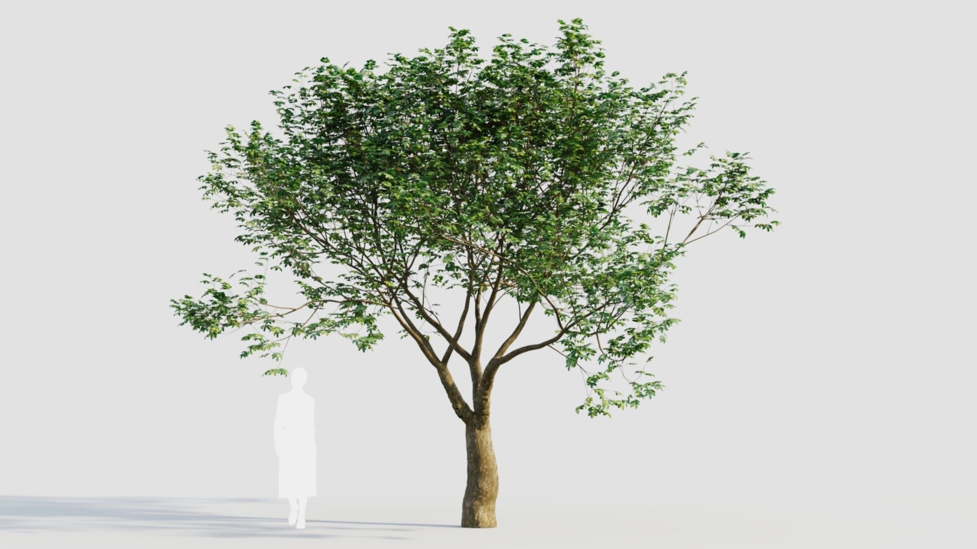 sambucus nigra e 3D model_7