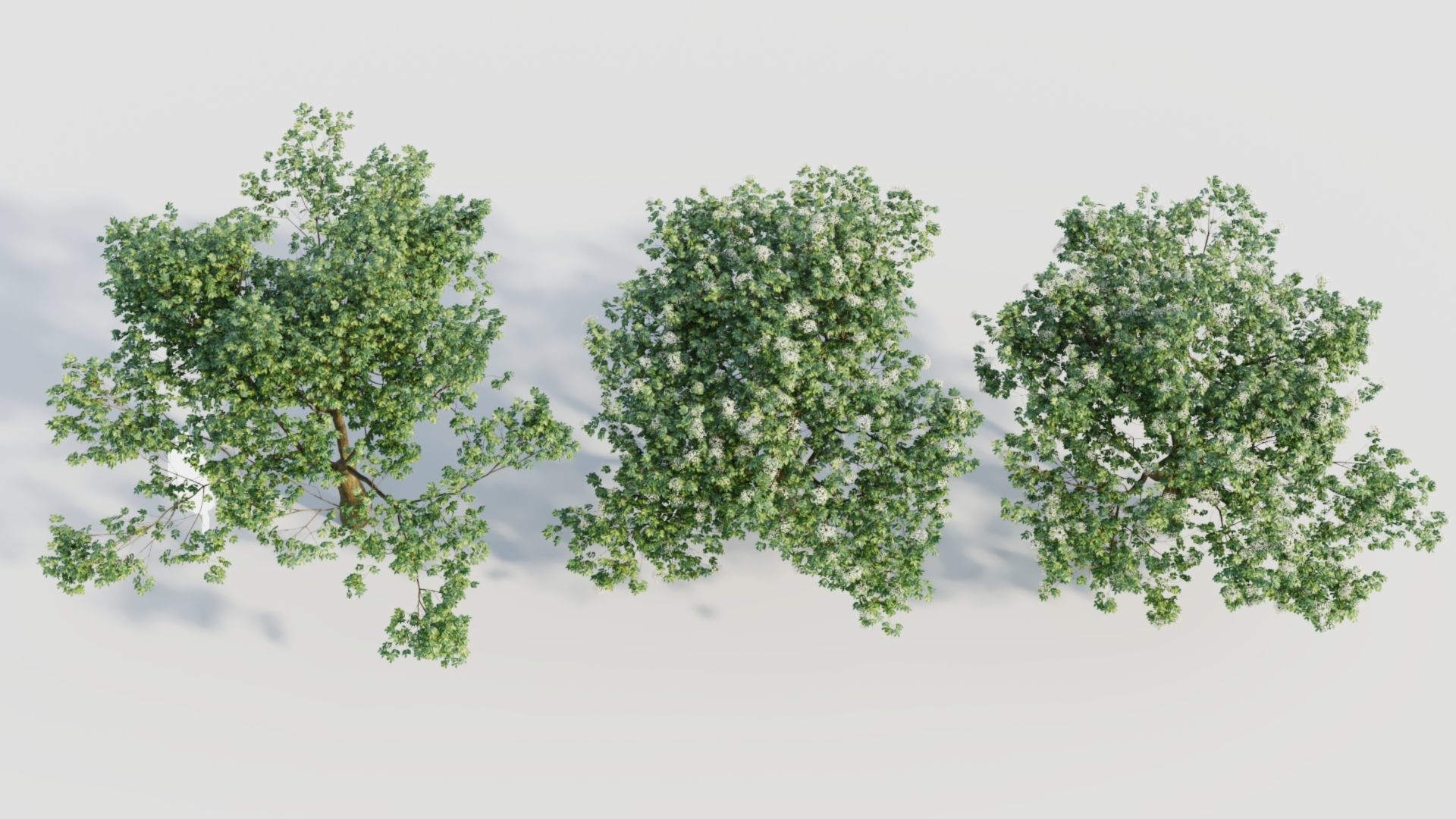 sambucus nigra e 3D model_4