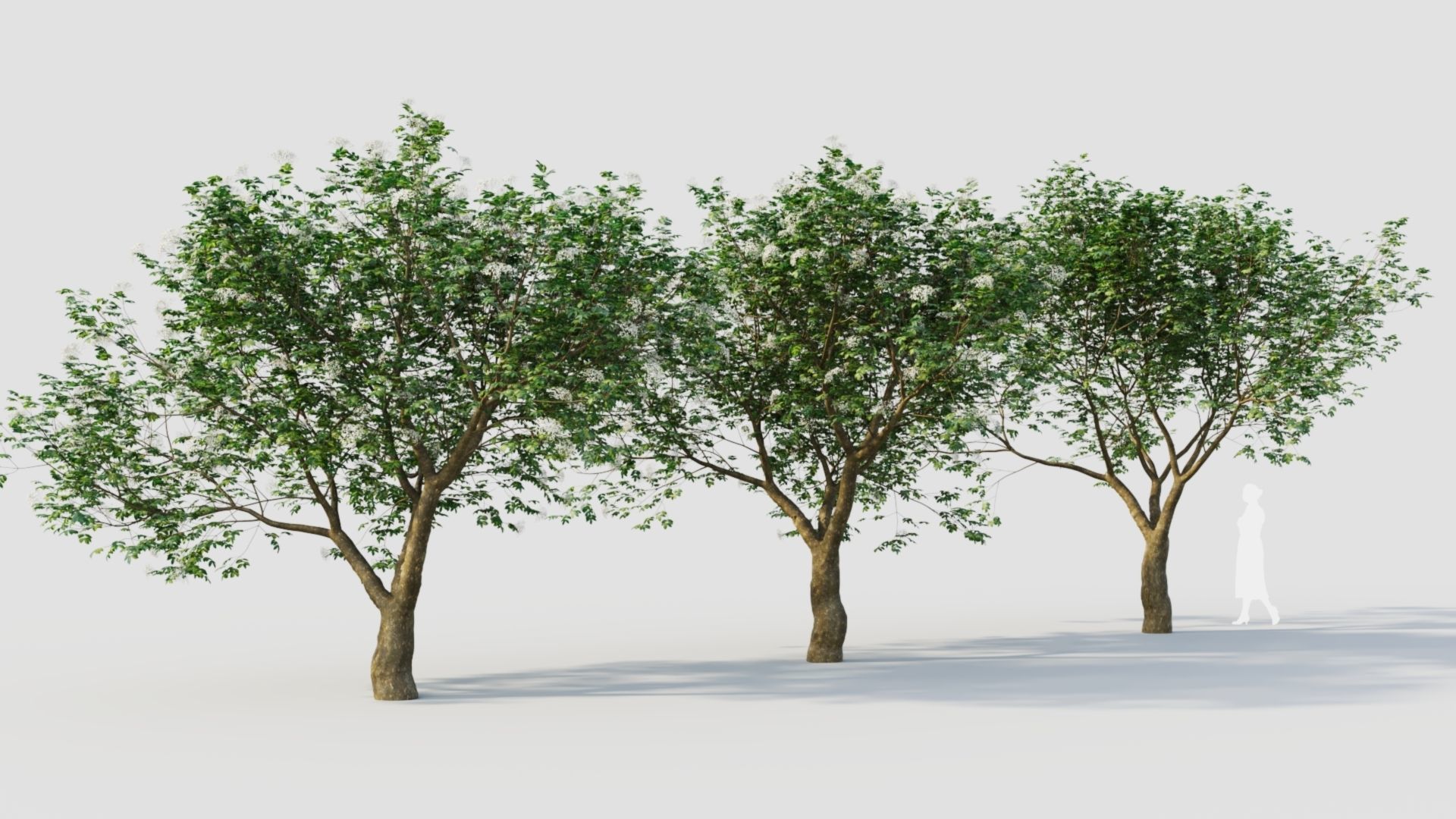 sambucus nigra e 3D model_6