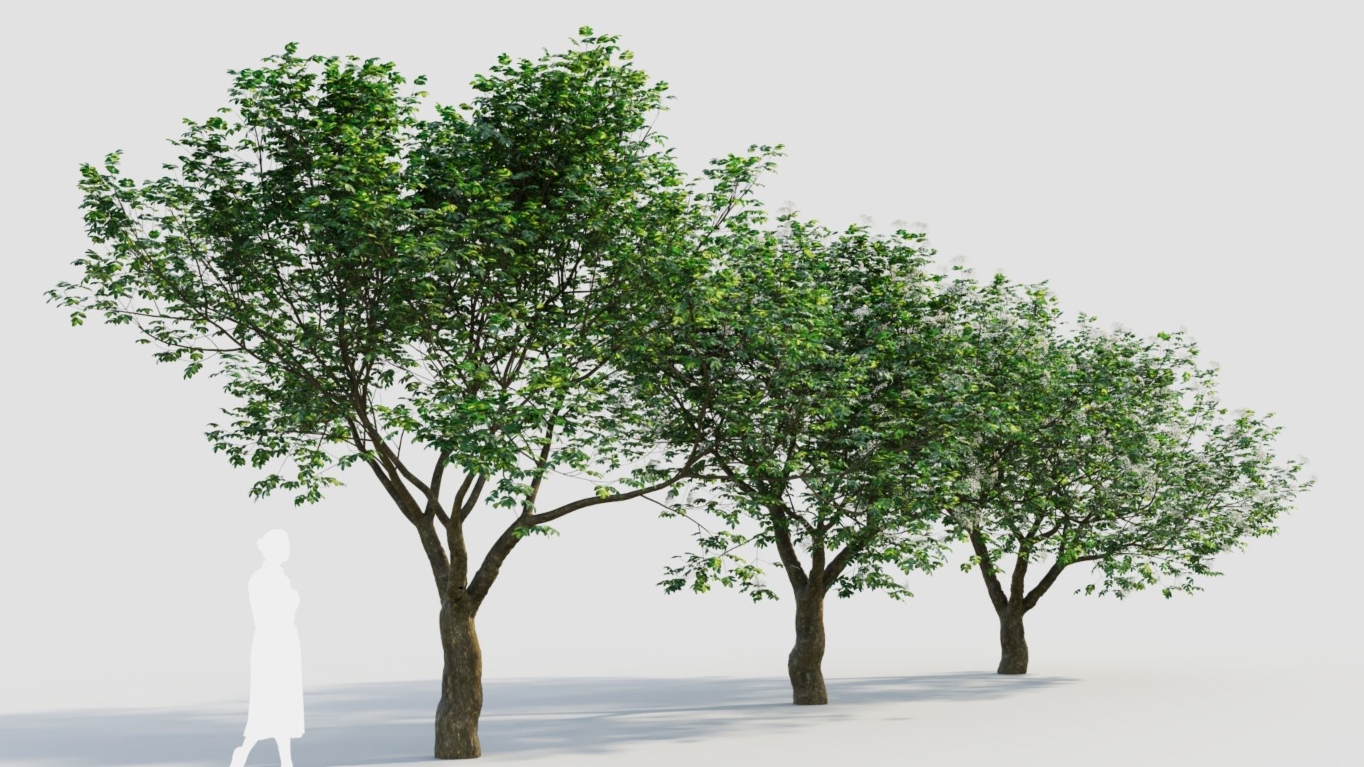 sambucus nigra e 3D model_5
