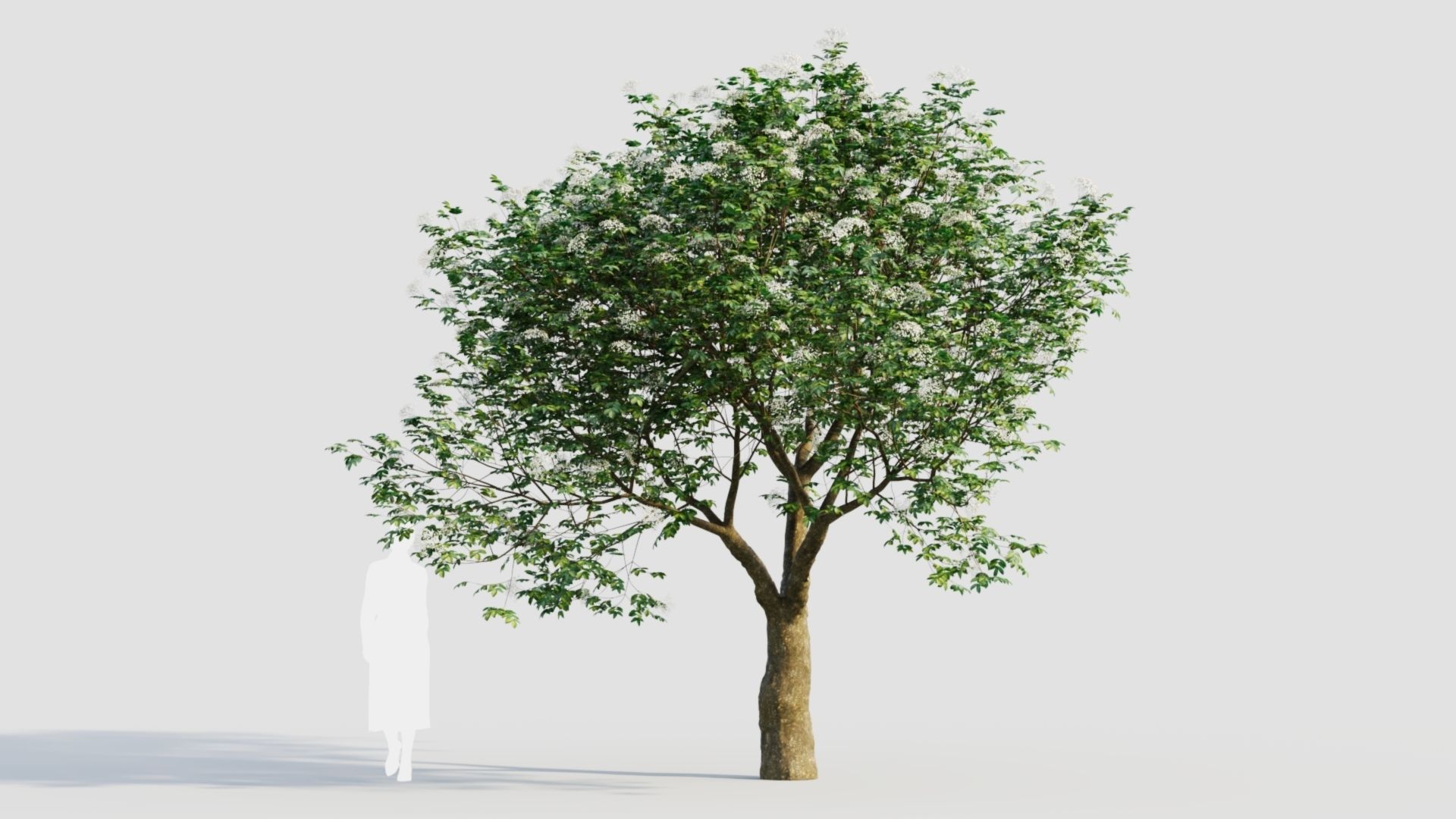 sambucus nigra e 3D model_8