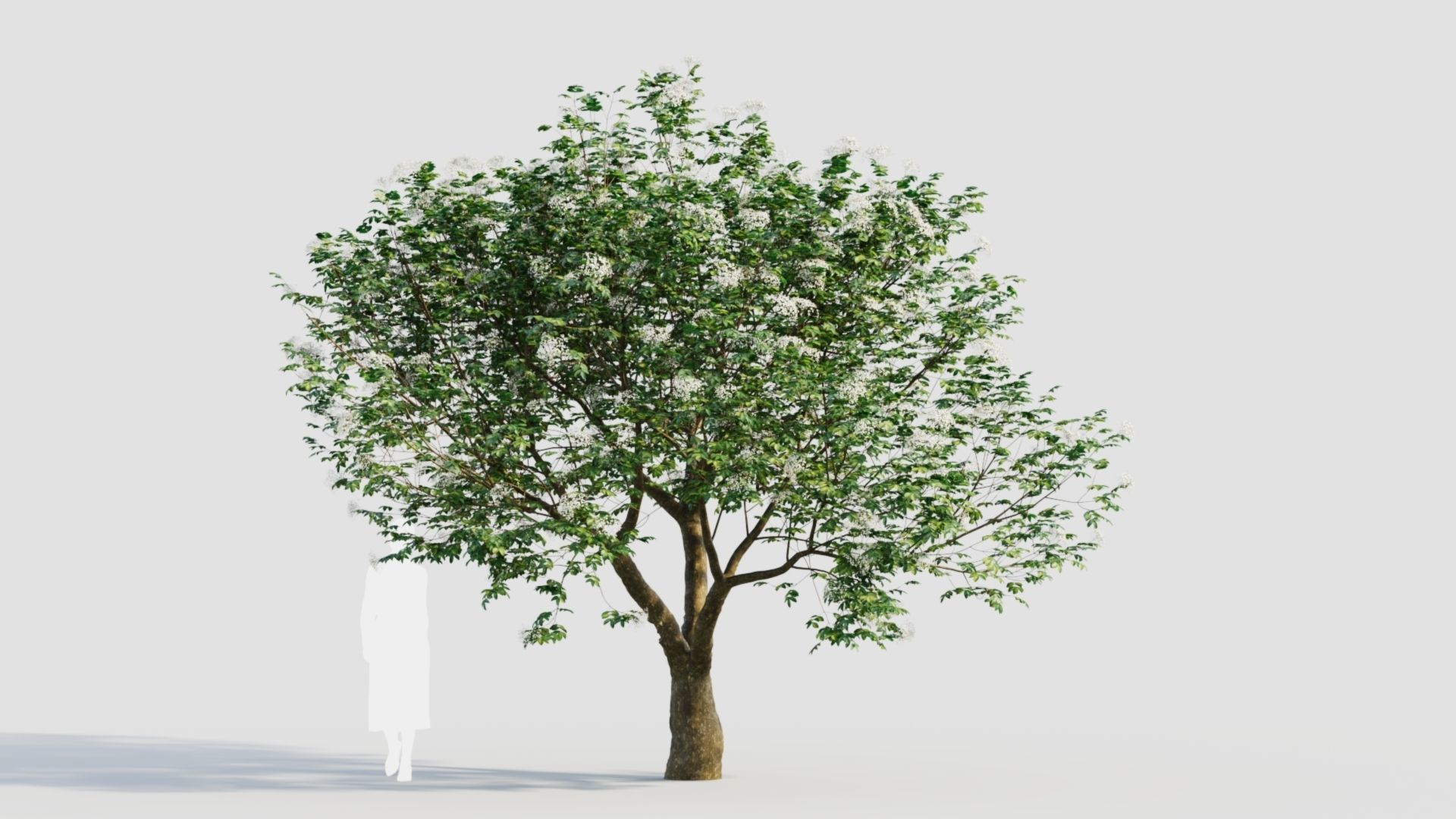 sambucus nigra e 3D model_9