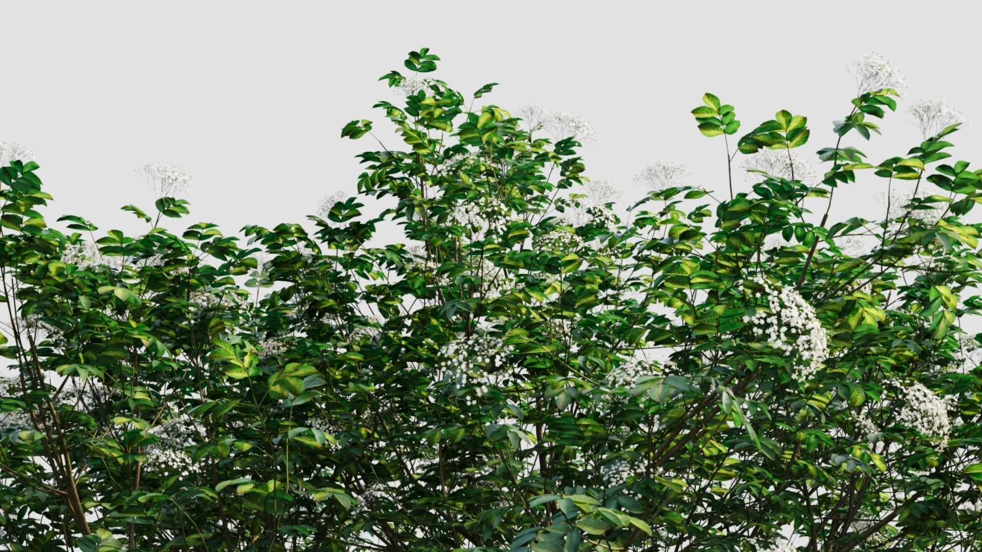 sambucus nigra e 3D model_1