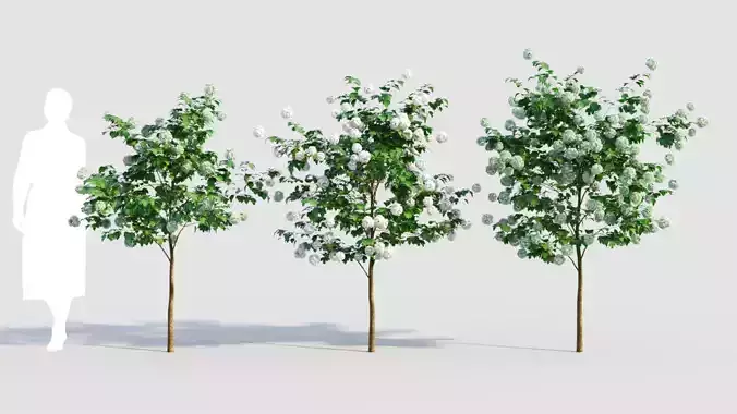 Viburnum opulus b 3D model
