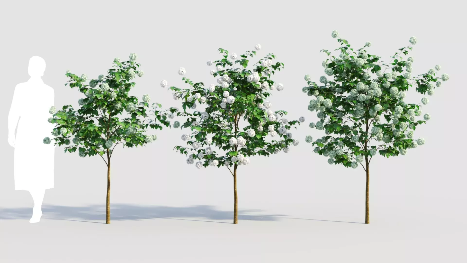 Viburnum opulus b 3D model