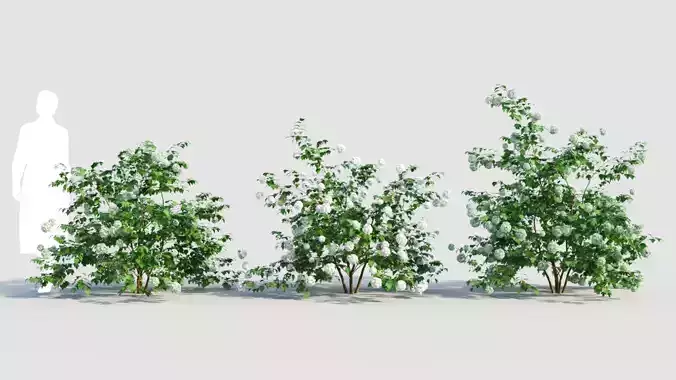 Viburnum opulus c 3D model