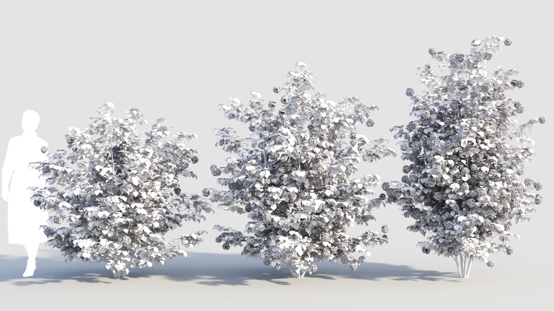 Viburnum opulus d 3D model_8