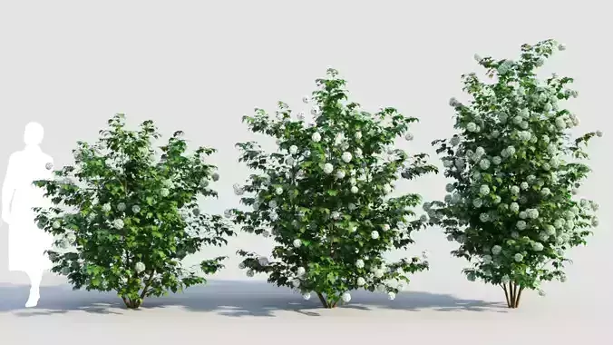 Viburnum opulus d 3D model