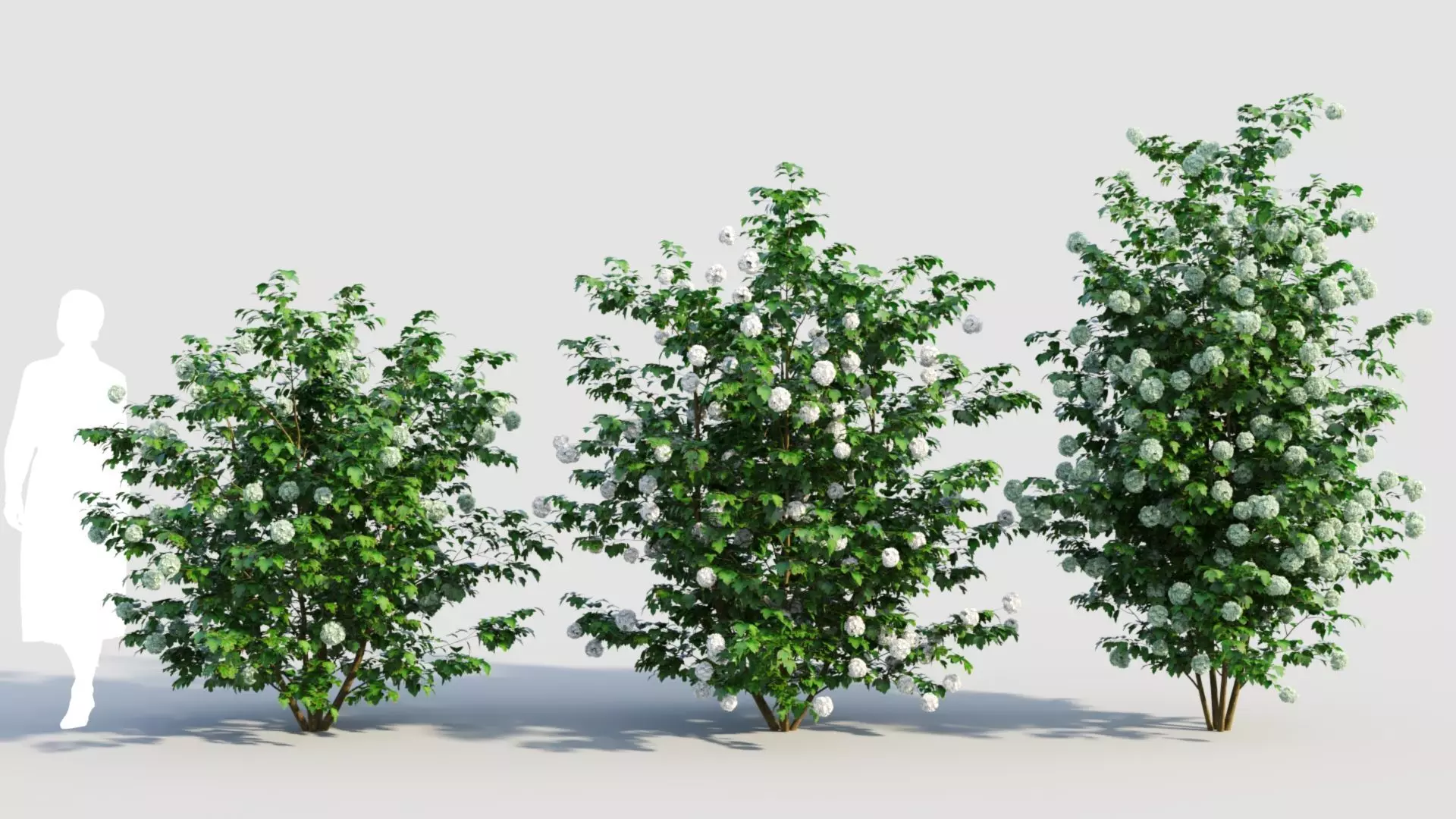 Viburnum opulus d 3D model_0