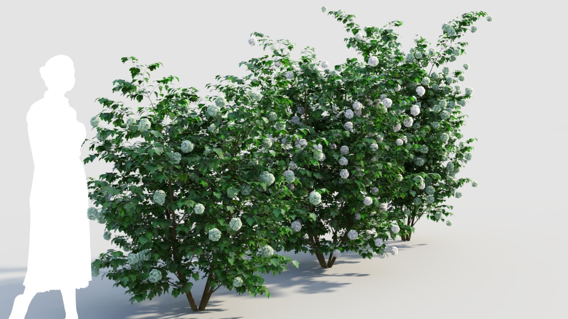 Viburnum opulus d 3D model_3