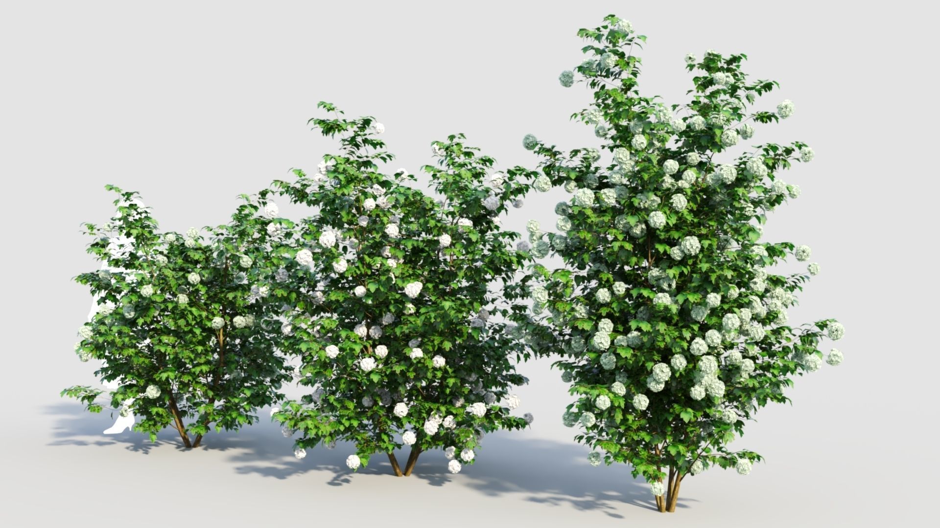 Viburnum opulus d 3D model_1
