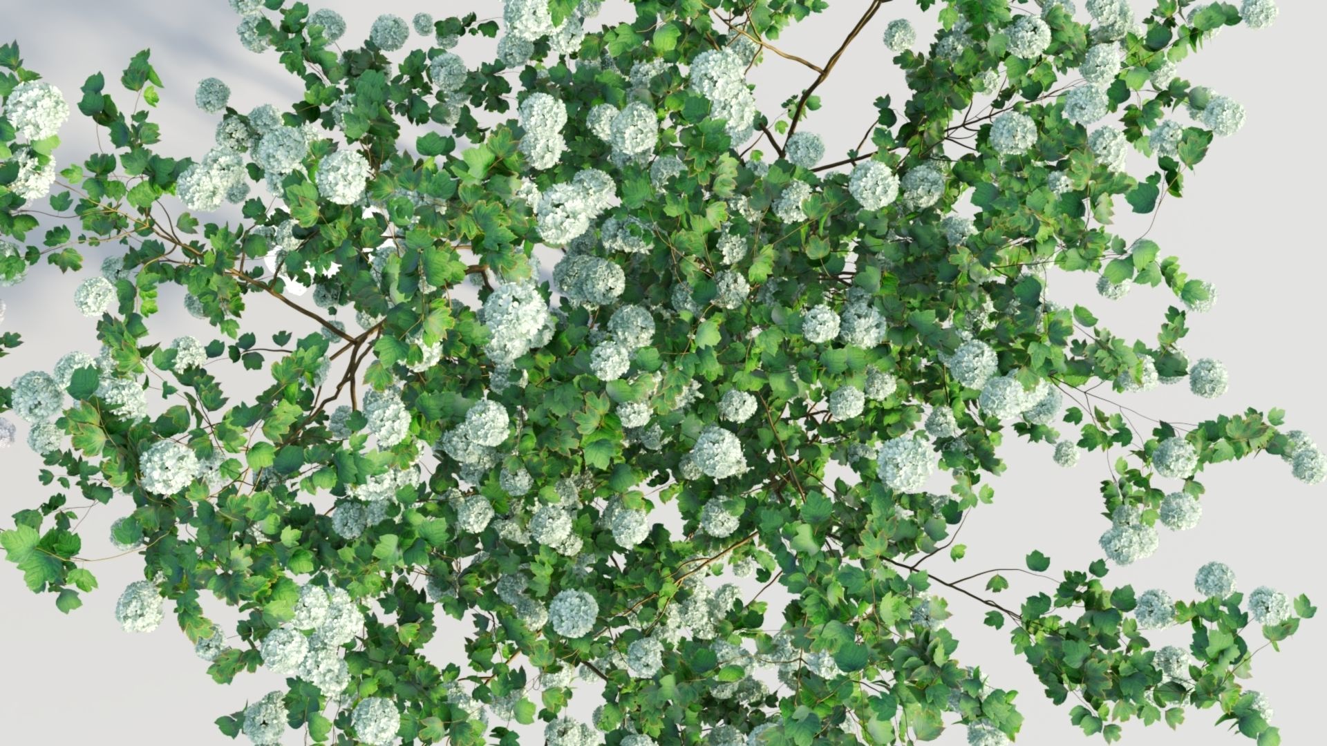 Viburnum opulus d 3D model_9