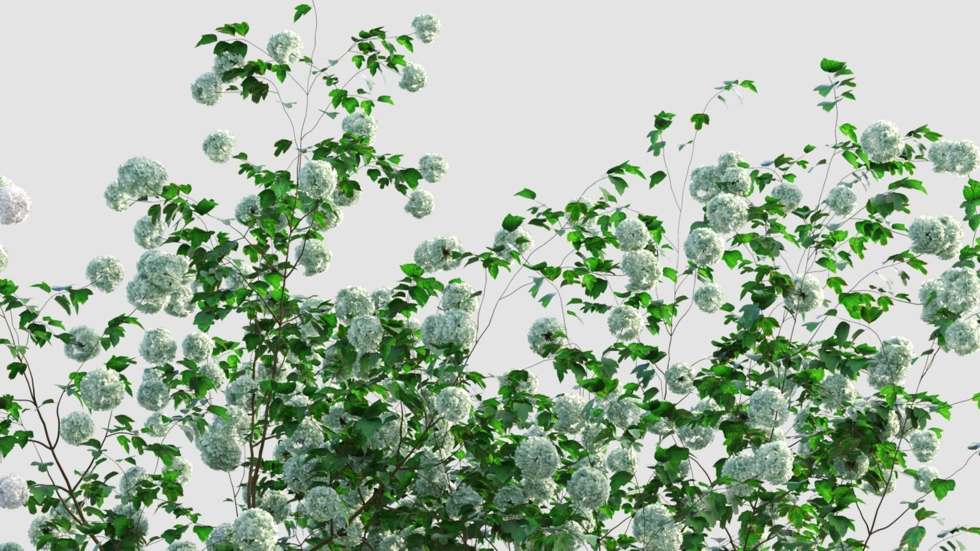 Viburnum opulus d 3D model_13