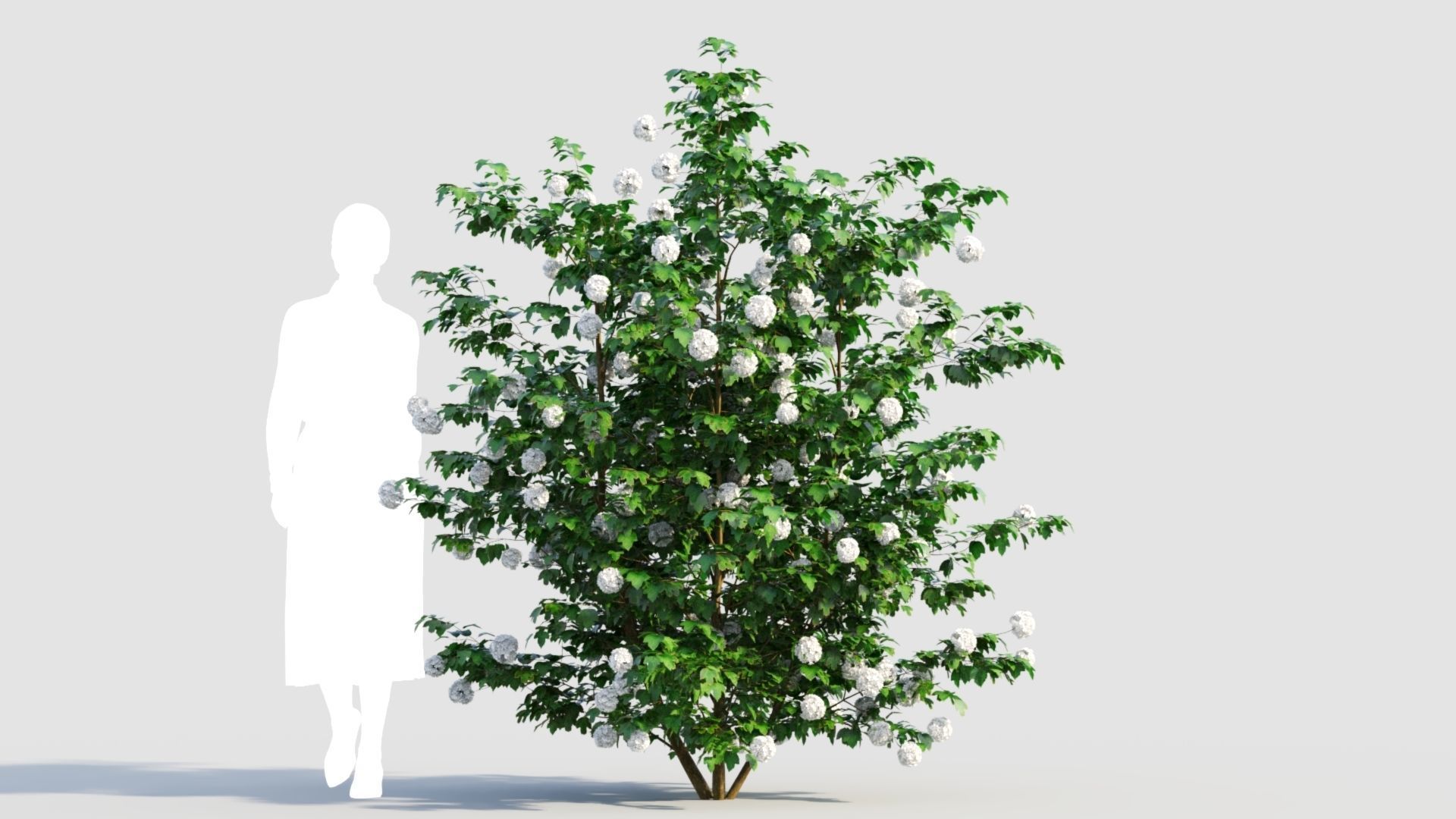 Viburnum opulus d 3D model_6