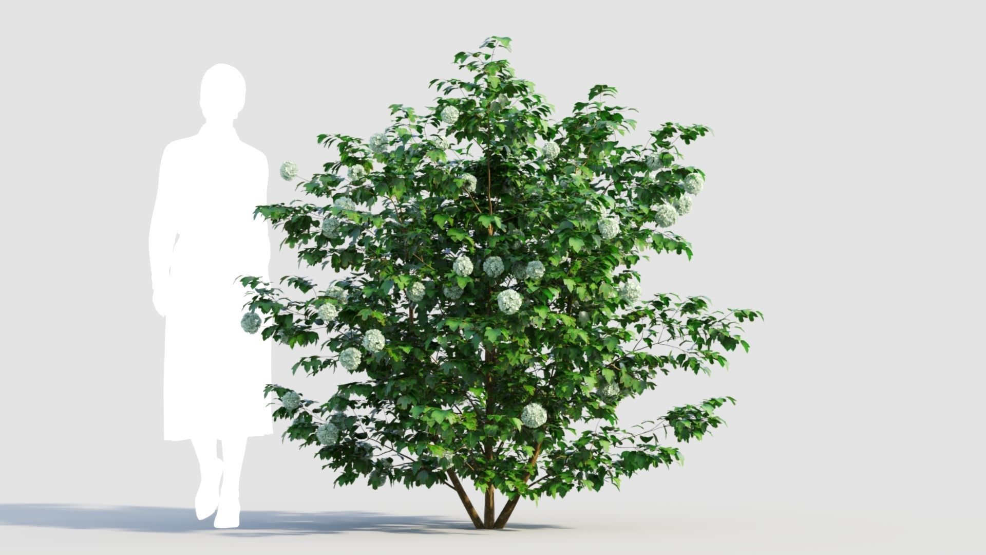 Viburnum opulus d 3D model_5