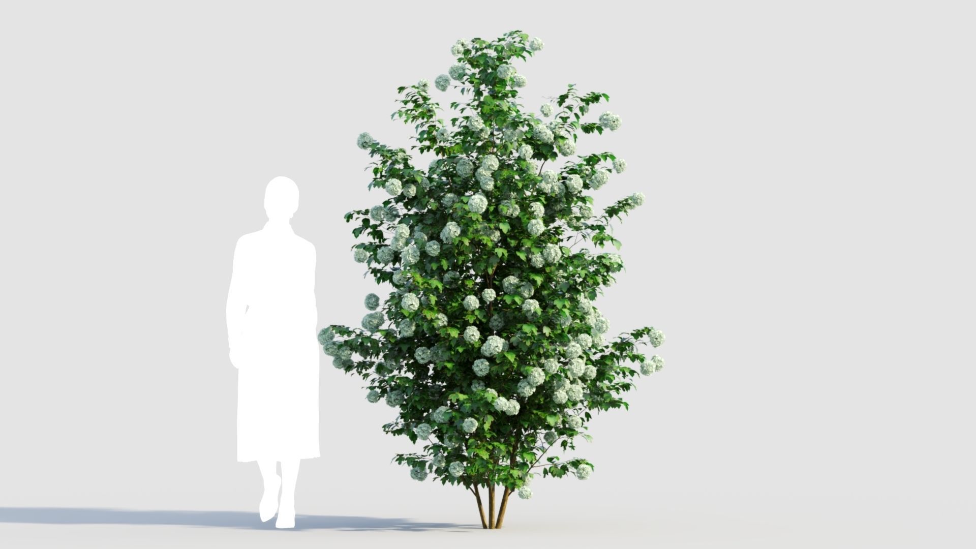 Viburnum opulus d 3D model_7