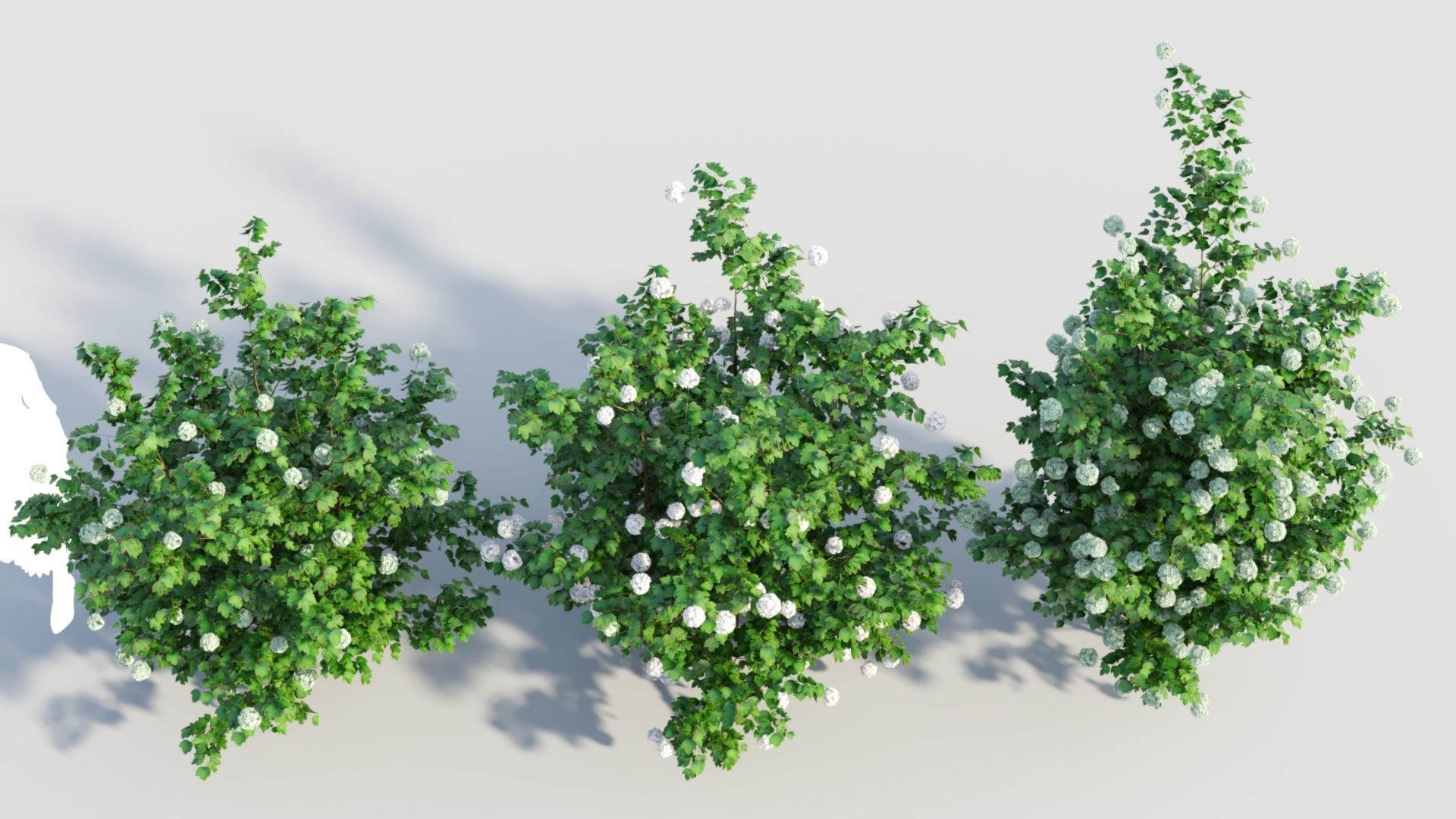 Viburnum opulus d 3D model_2