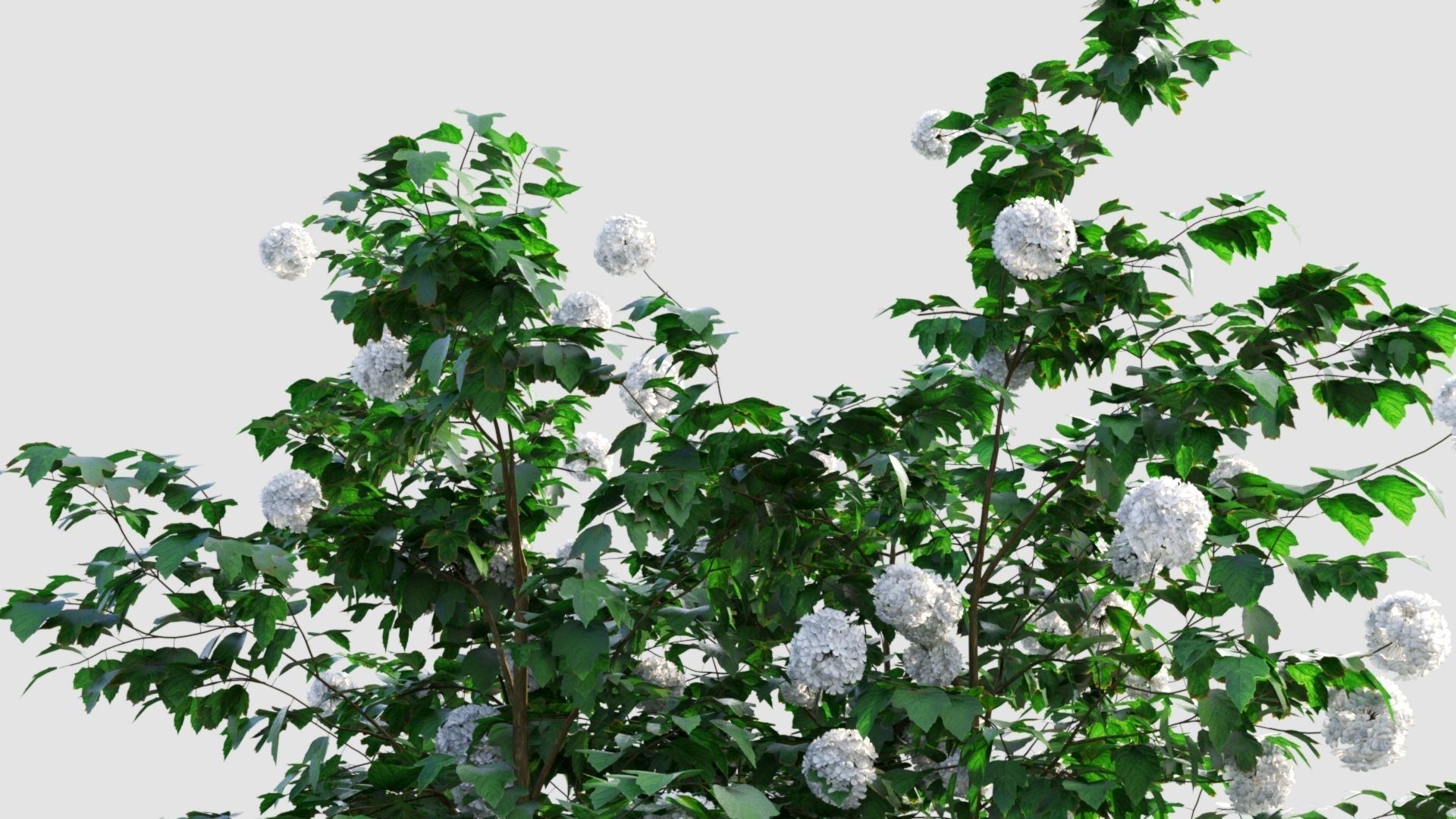 Viburnum opulus d 3D model_14