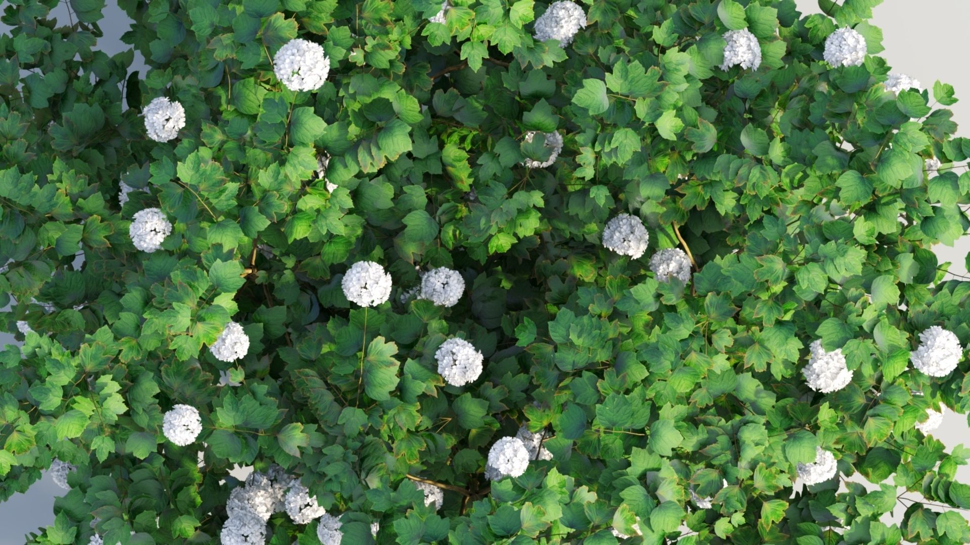 Viburnum opulus d 3D model_12