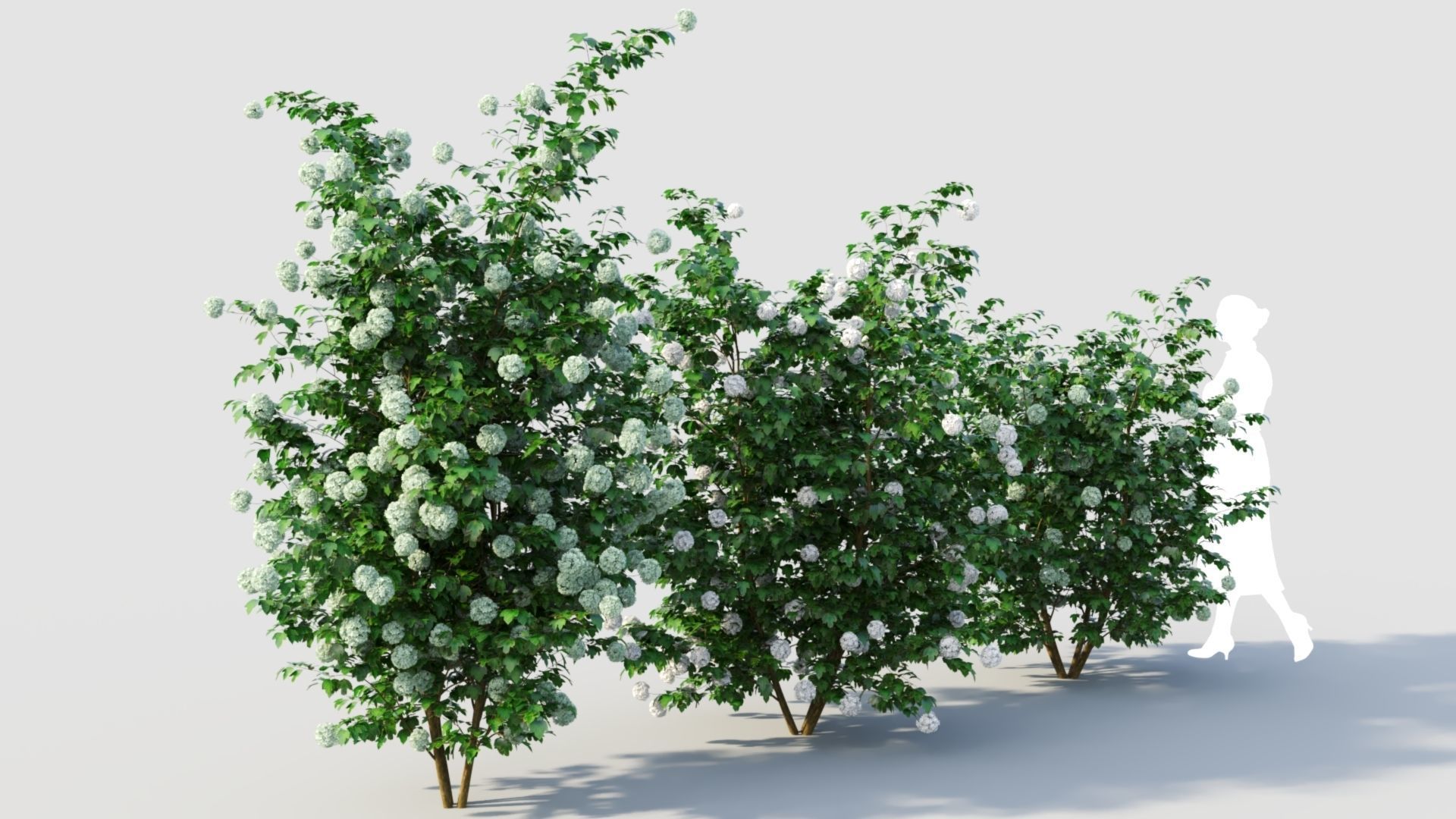 Viburnum opulus d 3D model_4