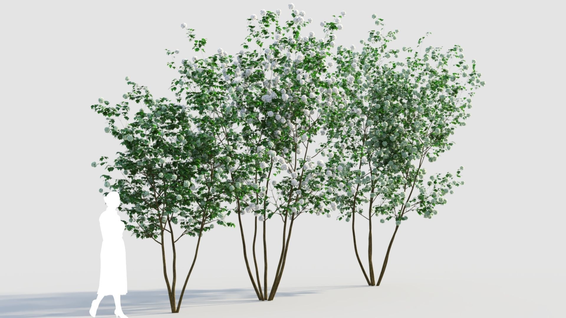 Viburnum opulus e 3D model_3