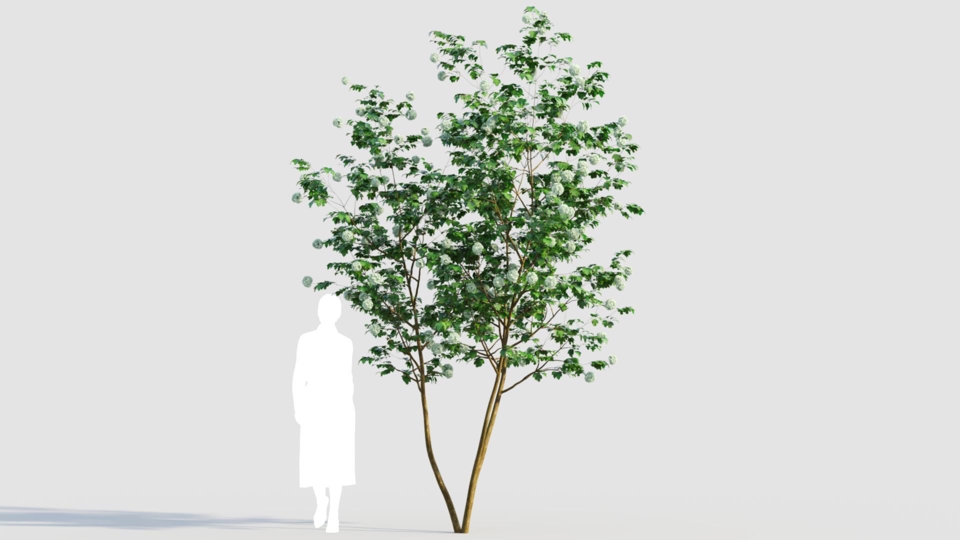 Viburnum opulus e 3D model_5