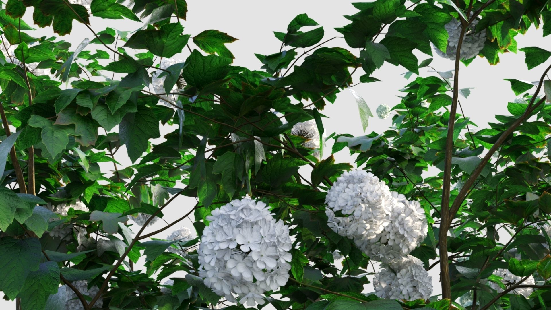 Viburnum opulus e 3D model_13