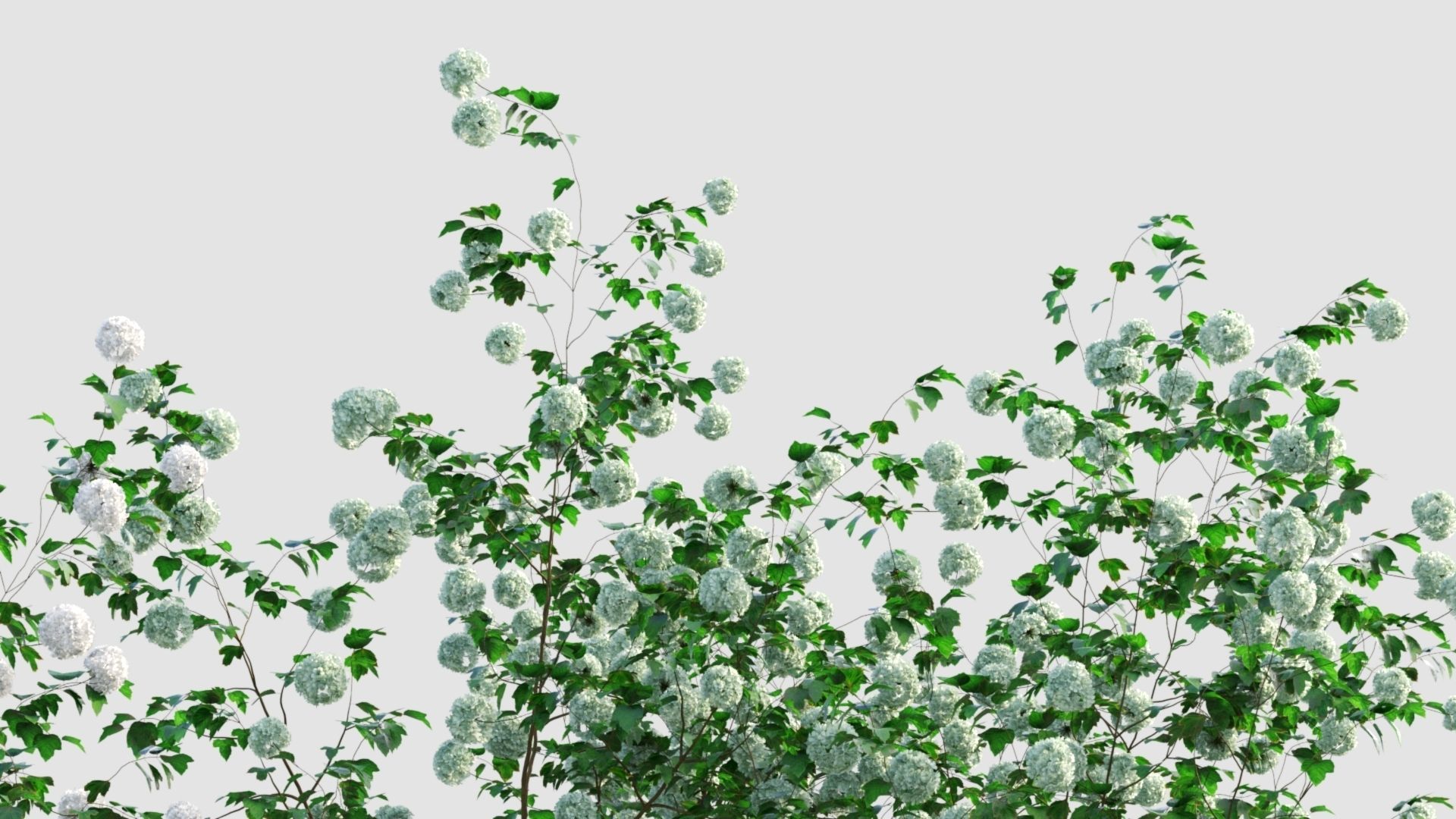 Viburnum opulus e 3D model_9