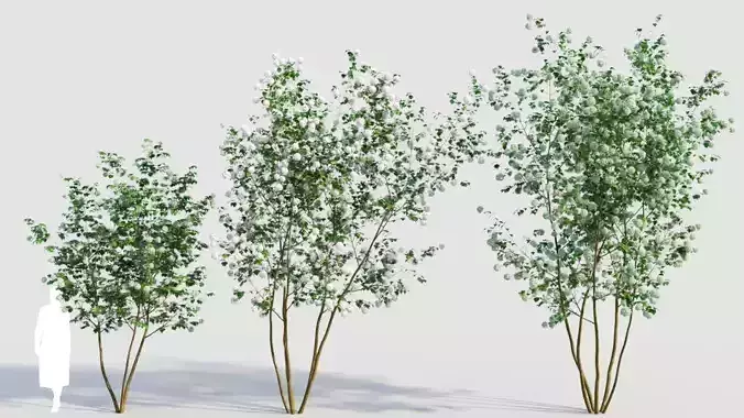 Viburnum opulus e 3D model