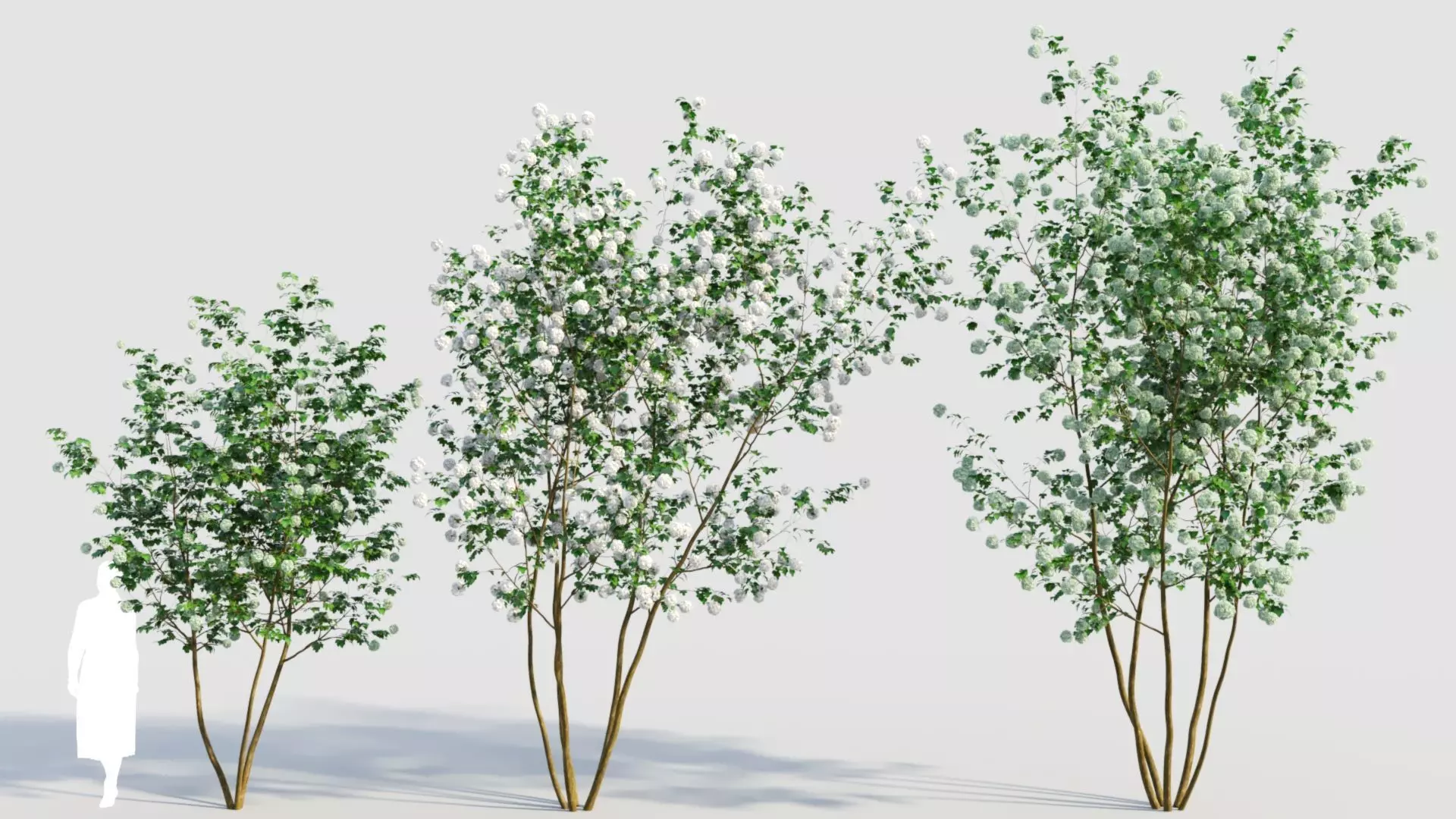 Viburnum opulus e 3D model_0