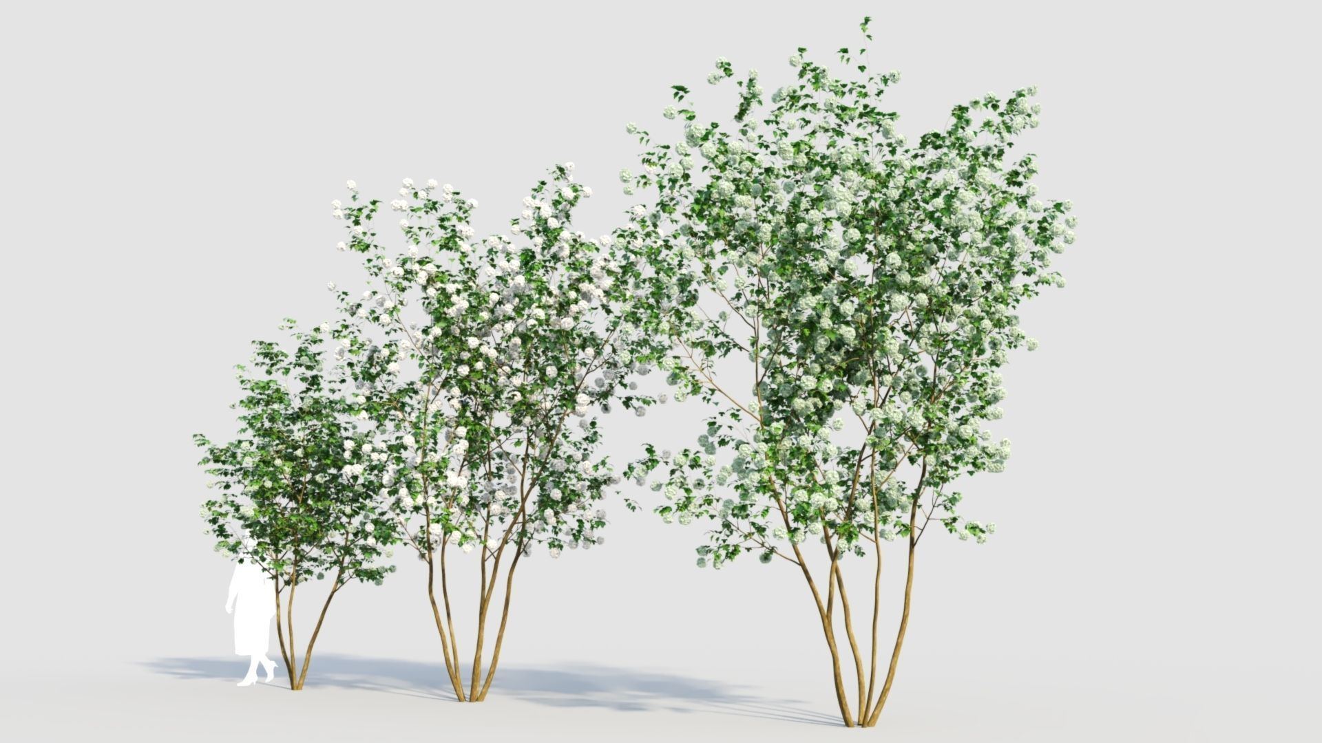 Viburnum opulus e 3D model_1
