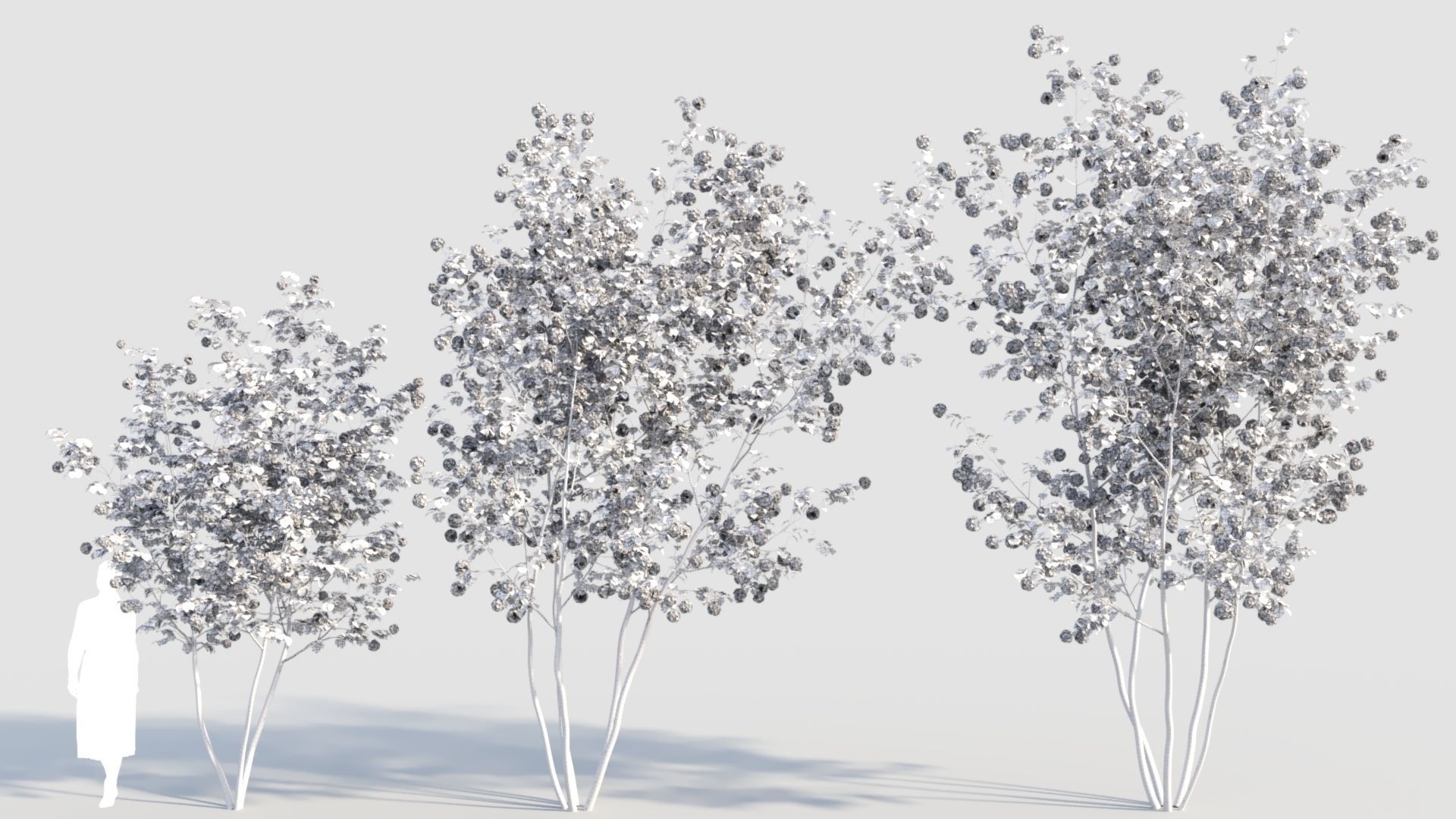 Viburnum opulus e 3D model_8