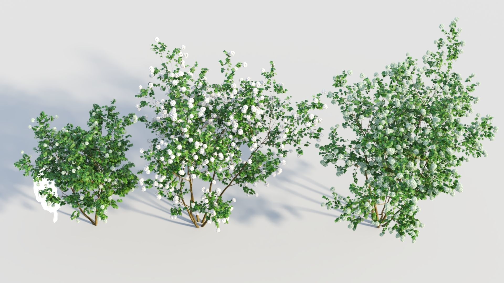 Viburnum opulus e 3D model_2