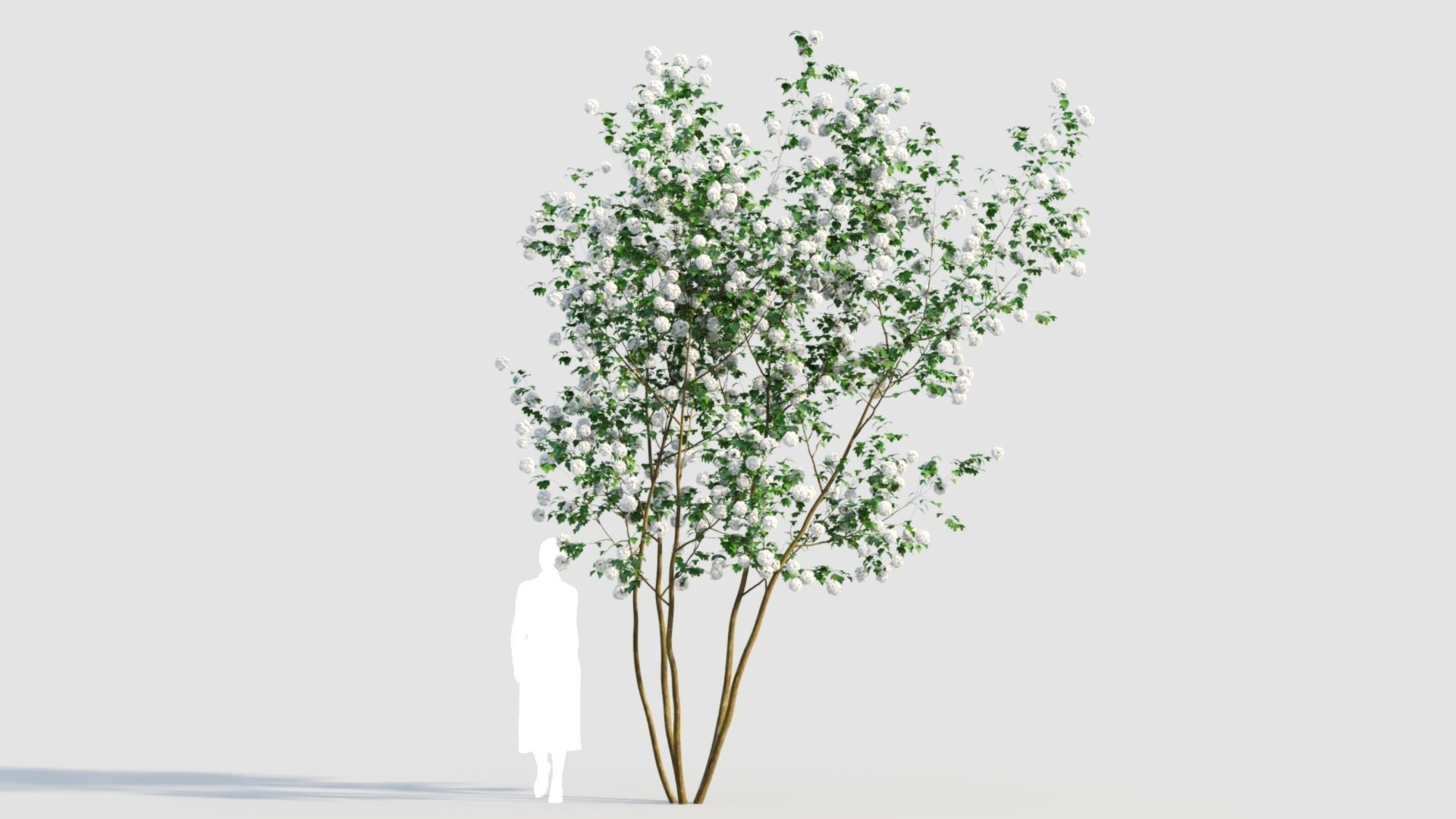 Viburnum opulus e 3D model_6