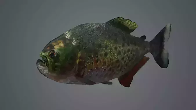 piranha fish monster amazon salmon river sea 