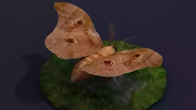 mole moth butterfly night fly insect invertebrate nature 