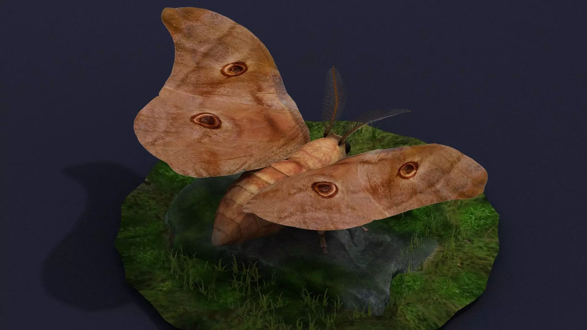 mole moth butterfly night fly insect invertebrate nature 3D model