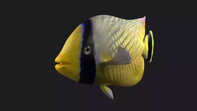 animal  aquarium underwater fish fishing sea sealife ocean