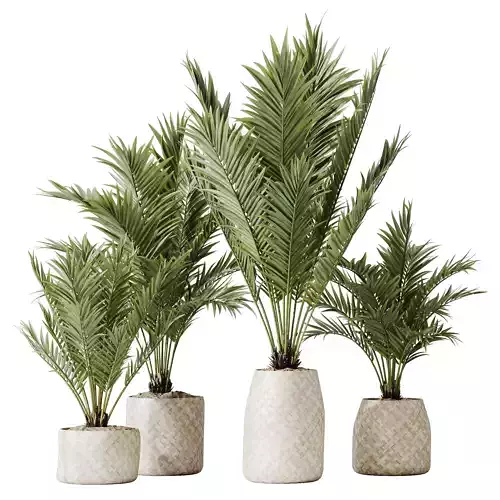 HousePlants Cyara Areca Palm Paradise Kentia Everlasting 3D model