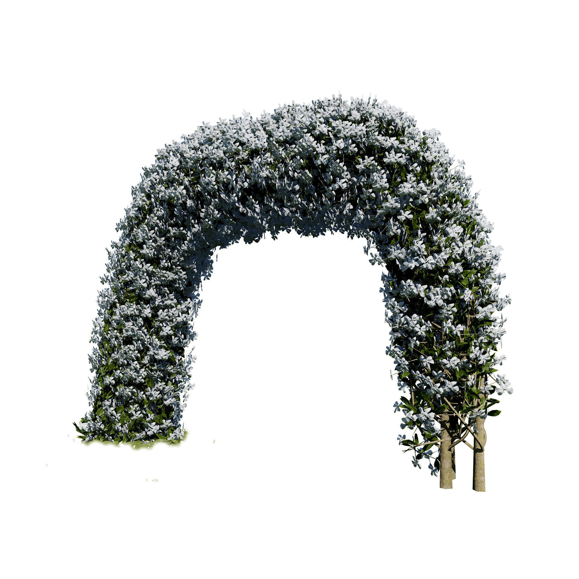 White Crepe Jasmine Arch 3D Asset Low-poly 3D model_6