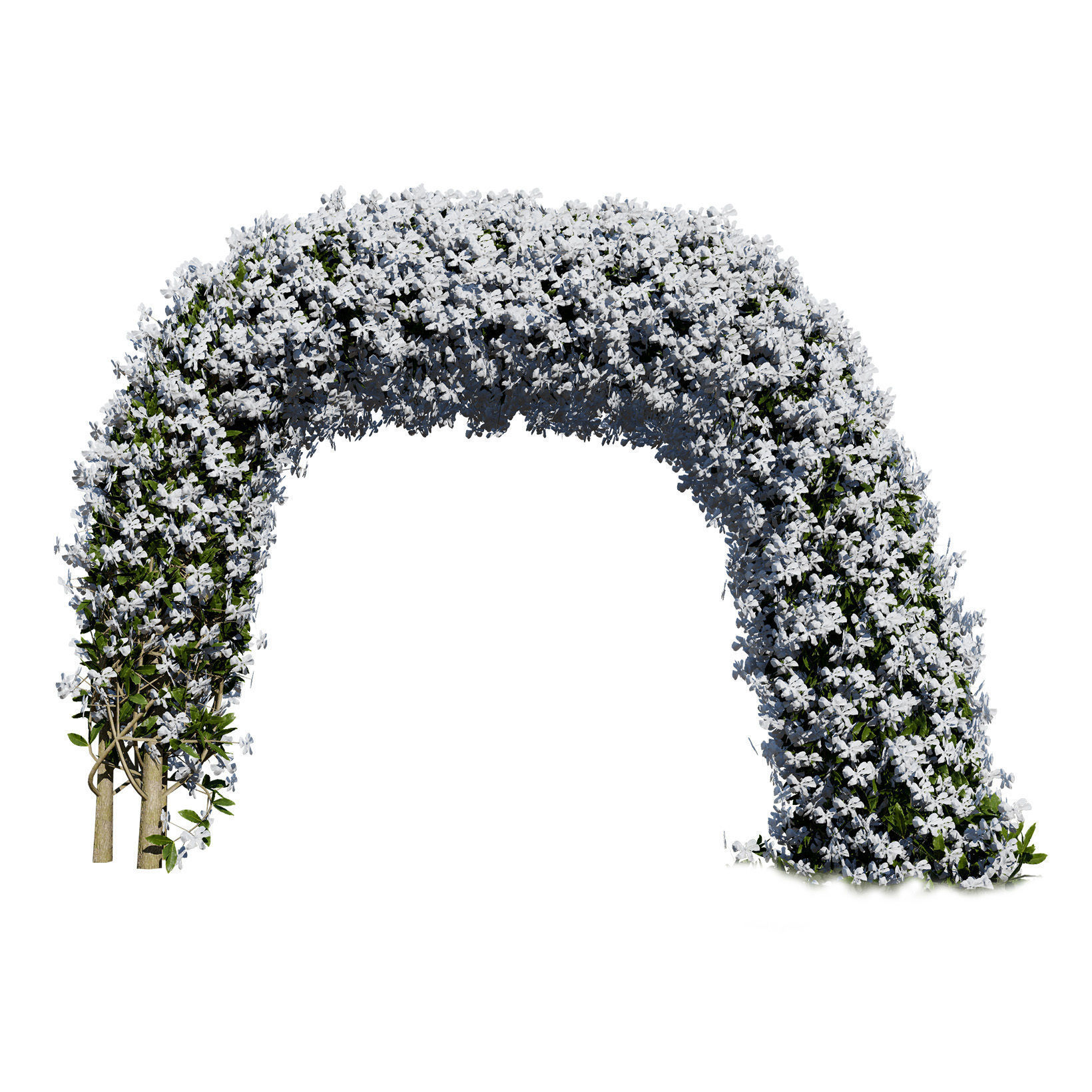 White Crepe Jasmine Arch 3D Asset Low-poly 3D model_5