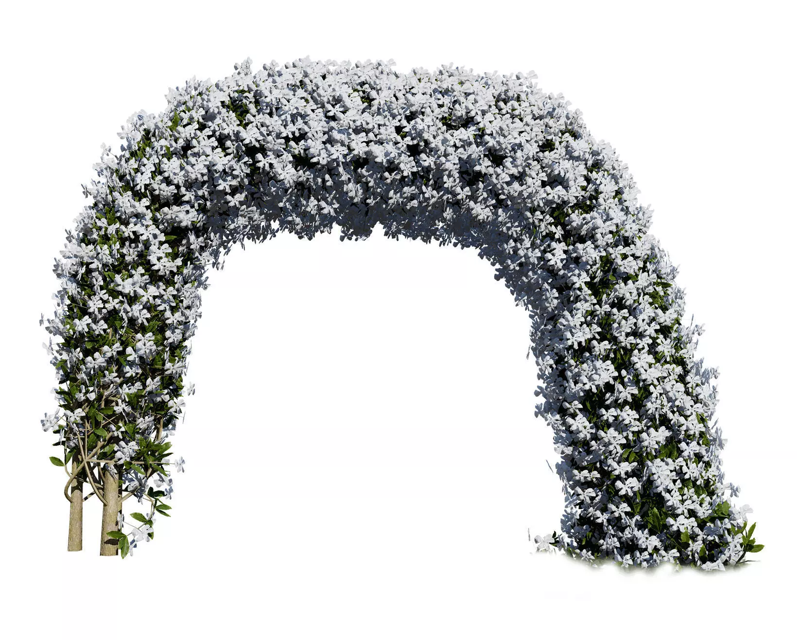 White Crepe Jasmine Arch 3D Asset Low-poly 3D model_0