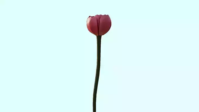 Flower 3D Model Low Poly 3D Model