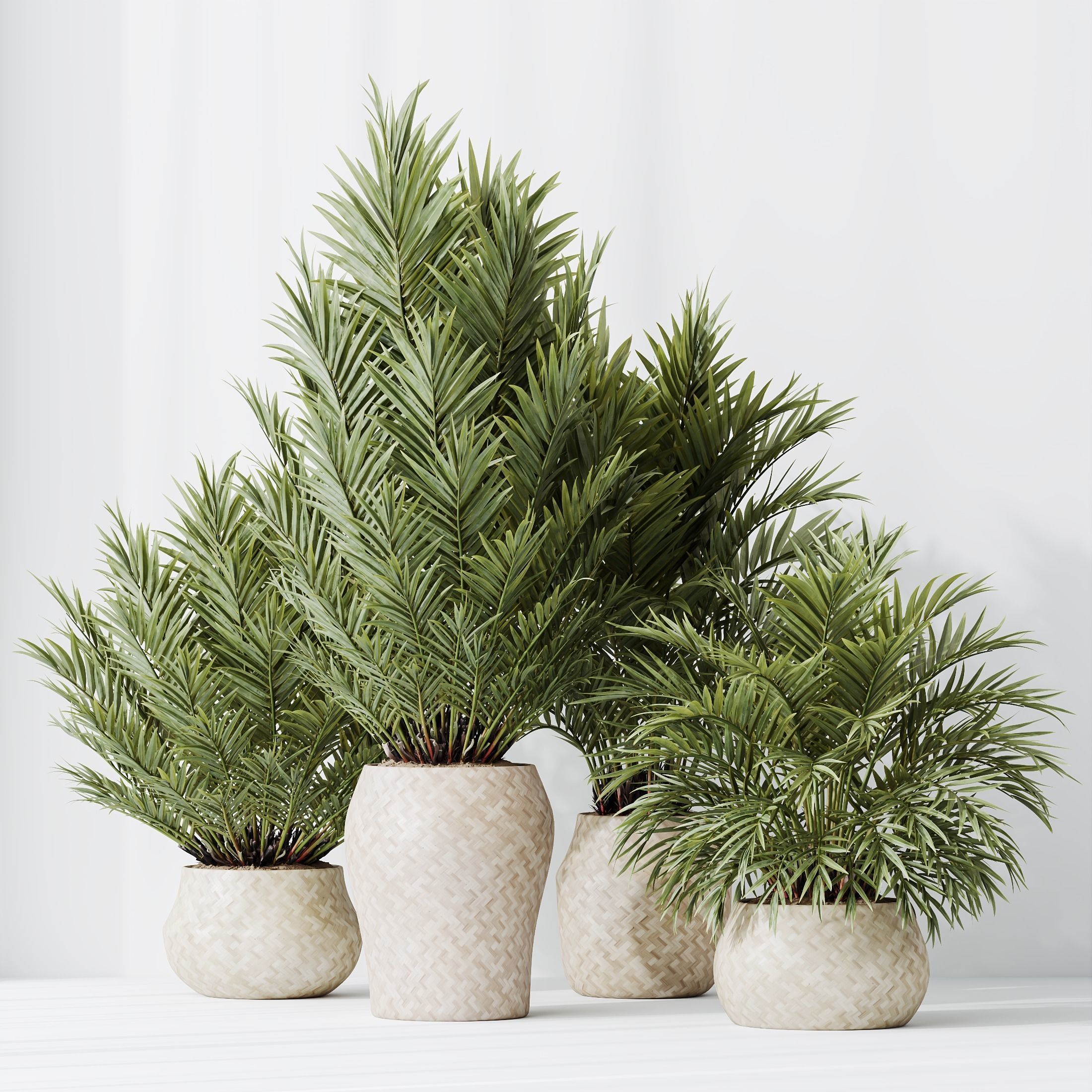 Plants Cyara Areca Palm Paradise Kentia Everlasting Set02 3D model_3