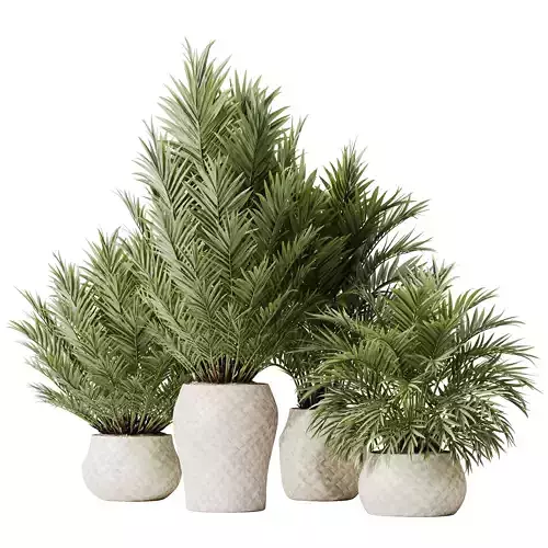 Plants Cyara Areca Palm Paradise Kentia Everlasting Set02 3D model